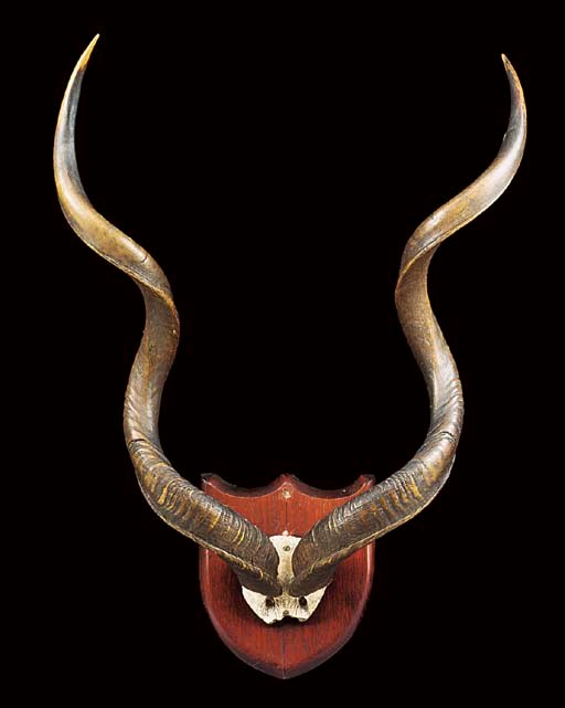 A pair of kudu horns mounted as a wall trophy