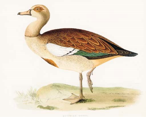 Beverley R. Morris (Active 19th Century)