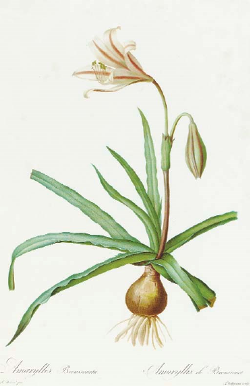 AFTER Pierre Joseph Redouté (1759-1840)