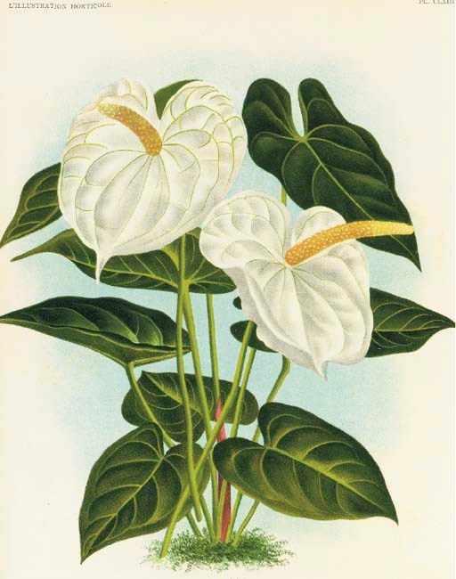 After P. de Pannemaeker, A. Goossens, et al., Charles Lemaire (1800-1871), Ambroise Verschaffelt, Jean-Jules Linden (1817-1898) [Editors]
