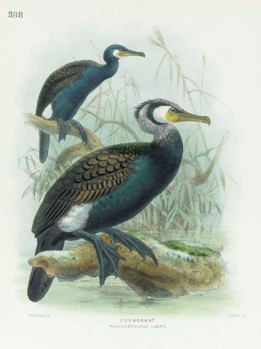 JOHN GERRARD KEULEMANS (1842-1912)