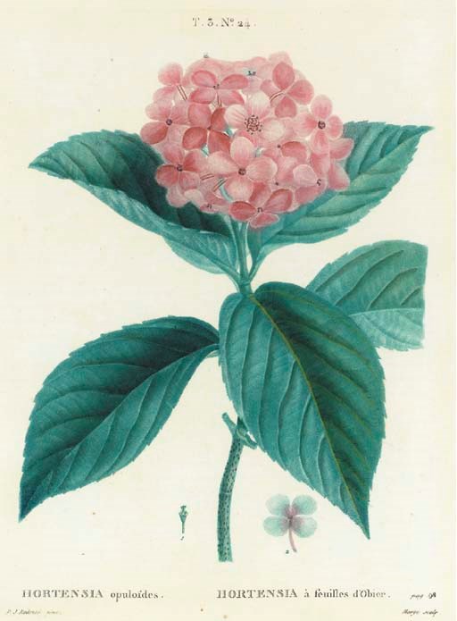 After Pierre Joseph Redouté (1759-1840)