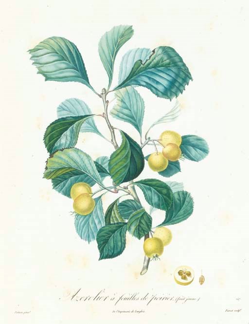 After Pierre Antoine Poiteau (1766-1834)