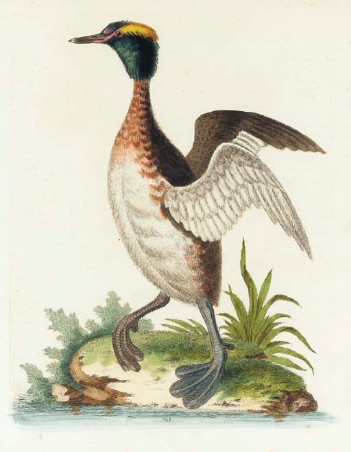 GEORGE EDWARDS (1694-1773) [PUBLISHER]