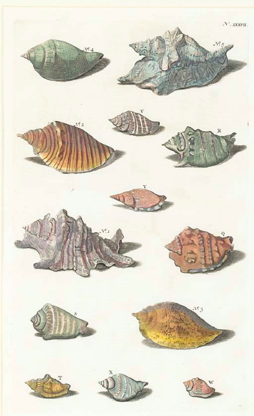 Rumpius (Active 18th Century)