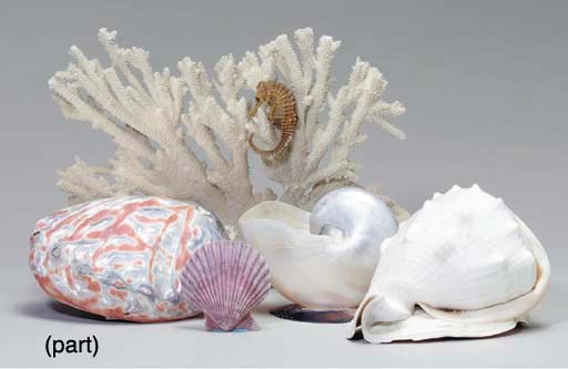 A GROUP OF SHELLS AND CORAL SPECIMENS