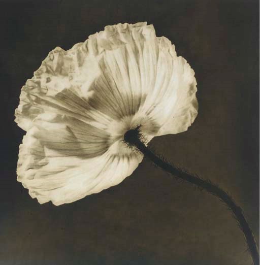 ROBERT MAPPLETHORPE (1946-1989)