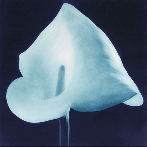 ROBERT MAPPLETHORPE