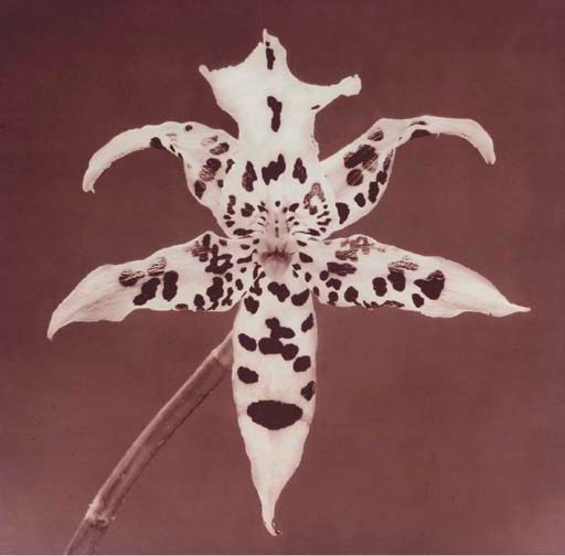 ROBERT MAPPLETHORPE