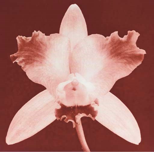 ROBERT MAPPLETHORPE