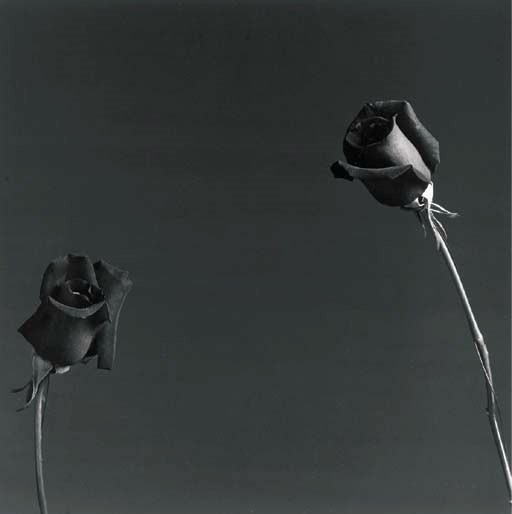 ROBERT MAPPLETHORPE