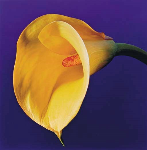 ROBERT MAPPLETHORPE
