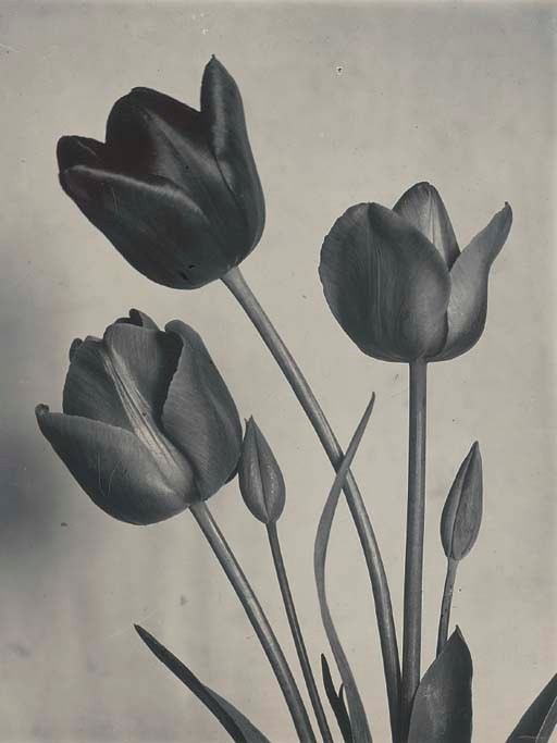 CHARLES JONES (1866-1959)