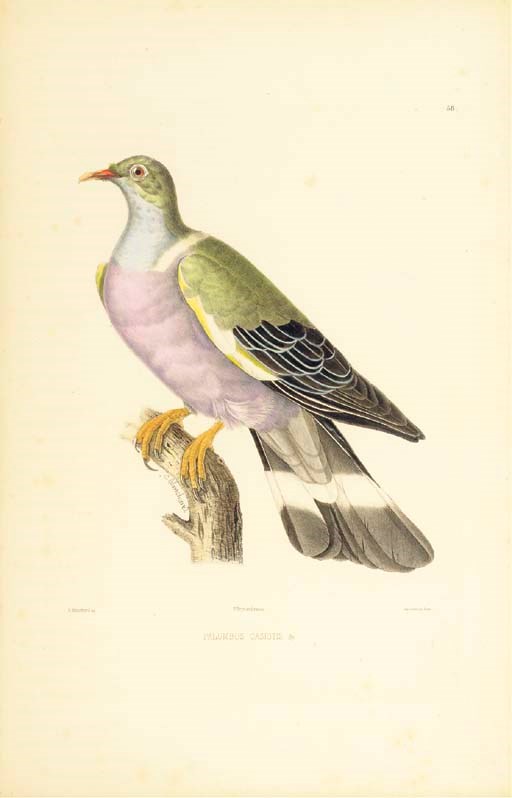 BONAPARTE, Charles-Lucien (1803-1857). Iconographie des pigeons non figurés par Mme Knip dans les deux volumes de MM. Temminck et Florent Prévost. Ouvrage servant d'illustration à son histoire naturelle des pigeons. Paris: L. Martinet pour P. Bertrand, 1857.