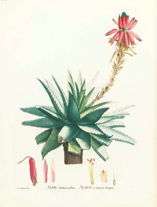 CANDOLLE, Augustin Pyramus de (1778-1841). Plantes grasses de P.J. Redouté, peintre du Muséum d'histoire naturelle. [La couverture imprimée de la 14e livraison sert de page de titre]. Paris: Garnery et Antoine Auguste Renouard, Strasbourg: frères Levrault, [1798-1804].