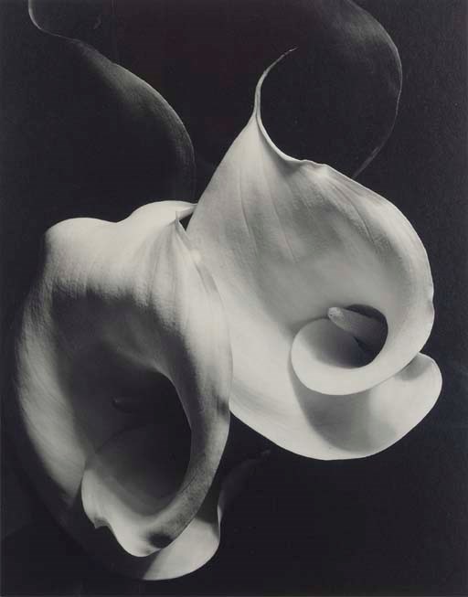 IMOGEN CUNNINGHAM