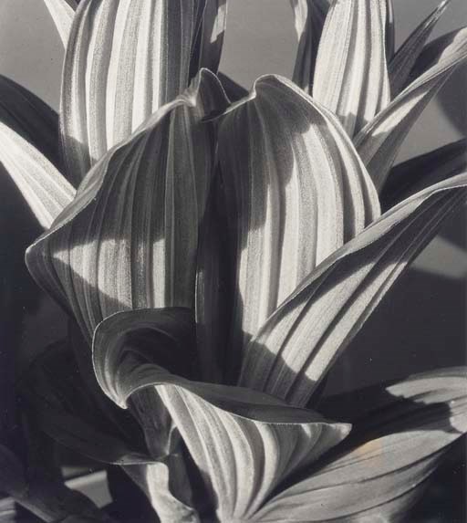 IMOGEN CUNNINGHAM