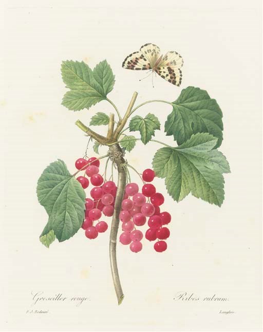 Pierre Joseph Redouté (1759-1840)