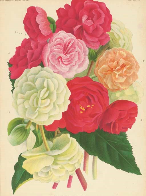P. Stroobant (Active 19th Century)