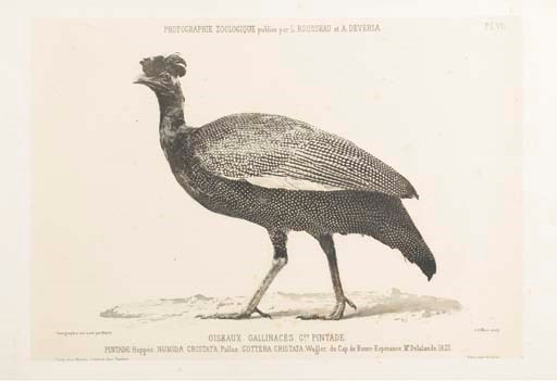 [PHOTOGRAPHIE] -- Photographie zoologique ou Représentation des animaux rares des collections du Muséum d'histoire naturelle. Publiée par L. Rousseau et A. Devéria. Procédés des plus habiles Photographes. [3e] Livraison. Paris: Masson, et Londres: E. Gambart, [19 décembre 1853].
