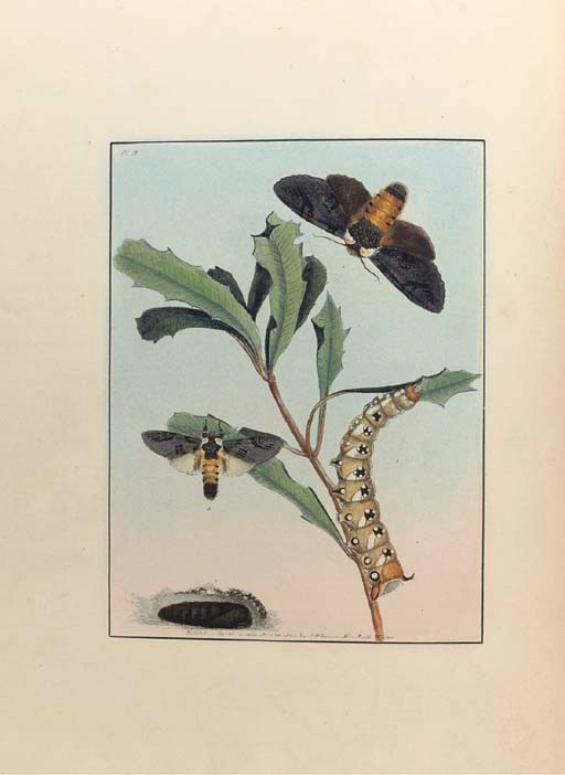 JOHN WILLIAM LEWIN (1770-1819)