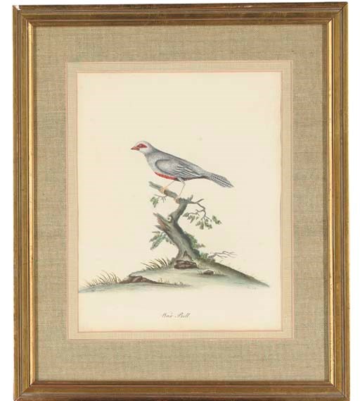 A GROUP OF SIX ORNITHOLOGICAL SUBJECTS