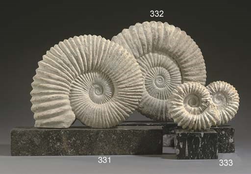 AN AMMONITE FOSSIL