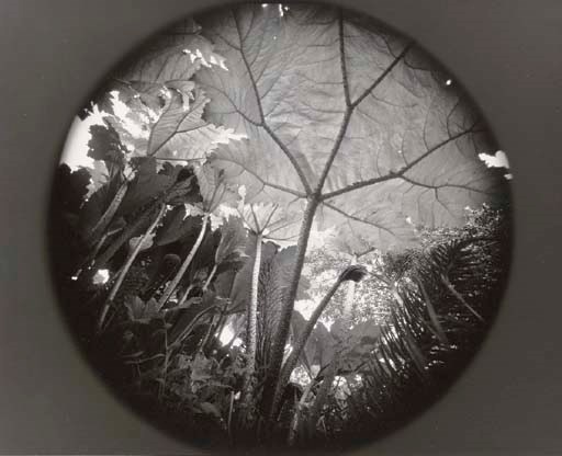 EMMET GOWIN (b. 1941)