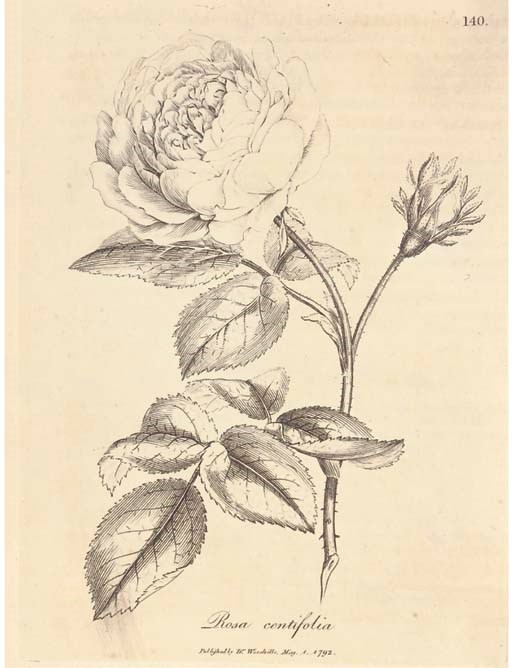 WOODVILLE, William (1752-1805).  Medical Botany. London: printed and sold for the author, by James Phillips, 1790-94. 4 volumes, including supplement, small 4° (227 x 180mm). 274 engraved plates by and after J. Sowerby (vol. III & supplement lightly browned and spotted). Recent half calf, spine lettered in gilt. FIRST EDITION. Henrey 1521-22; Nissen BBI 2183; Pritzel 10398.	 (4)