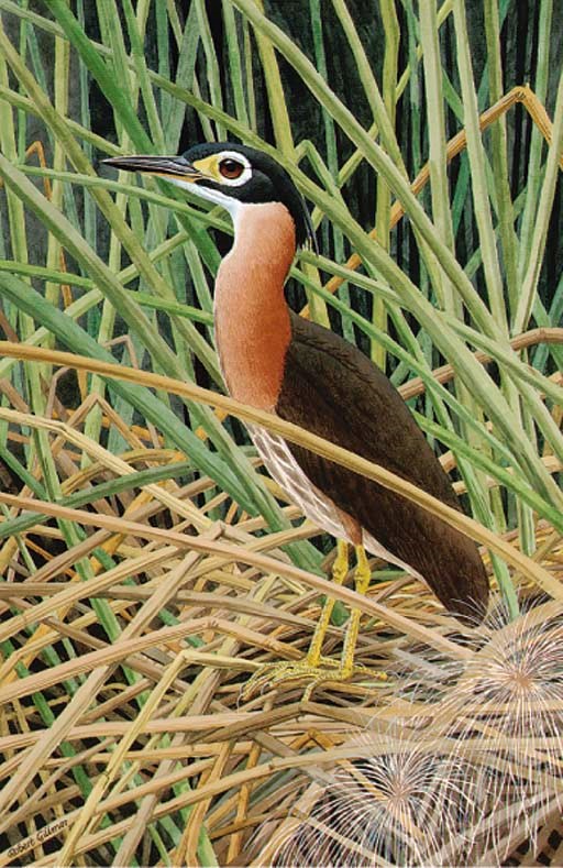 Robert Gillmor (b.1936)