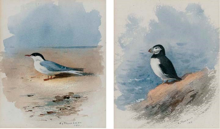 Archibald Thorburn (1860-1935)