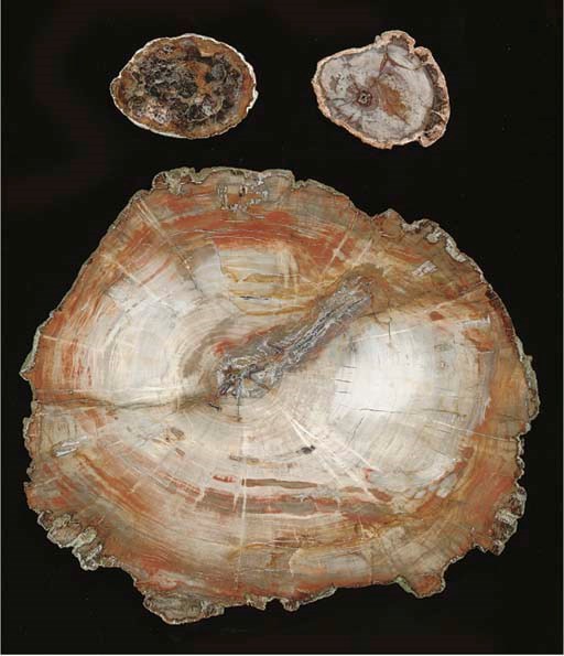 A collection of thirty slices of petrified wood,