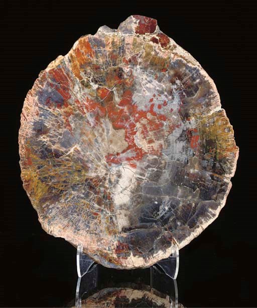 An attractive petrified Araucarioxylon arizonicum wood slice,