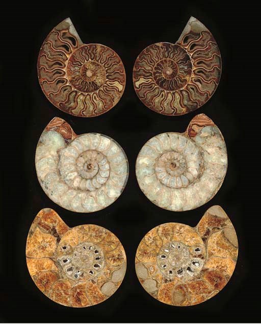 Three pairs of split and polished Pterisphinctes sp. ammonites,