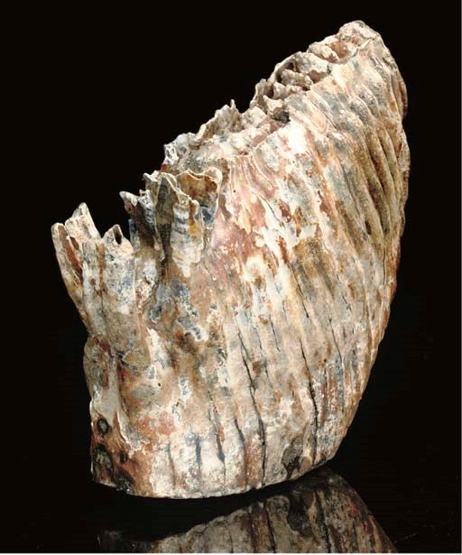 A large Mammuthus primigenius mammoth tooth,