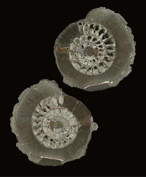 A small pair of split partially pyritised ammonites,