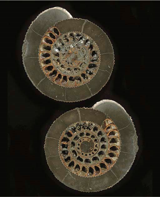 A pair of partially pyritised split ammonites,