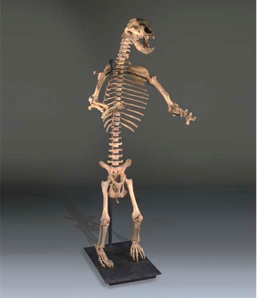 A mounted Ursus uralensis cave bear skeleton,