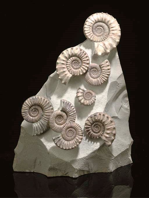 A large pyritised Peltoceras sp. ammonite sculpture,