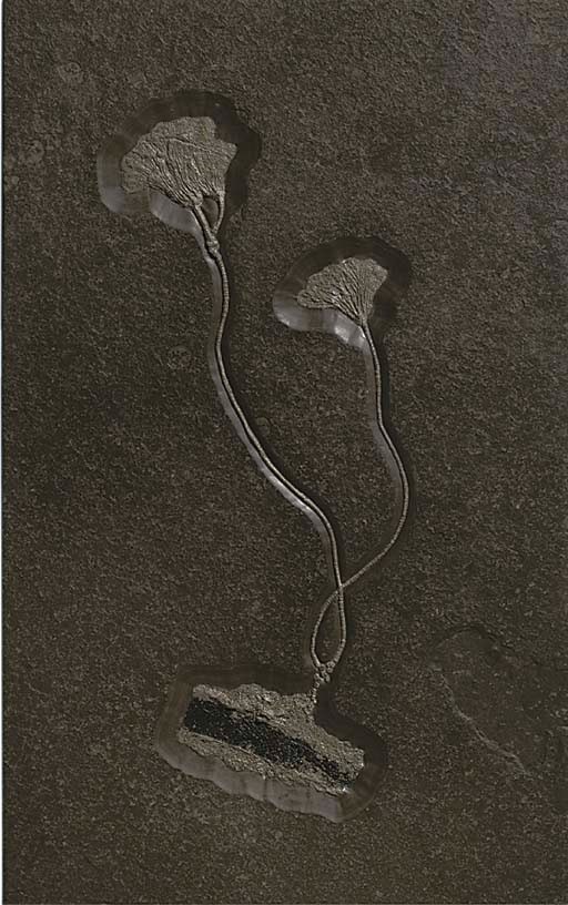 A good pyritised double Seirocrinus subangularis crinoid plaque,