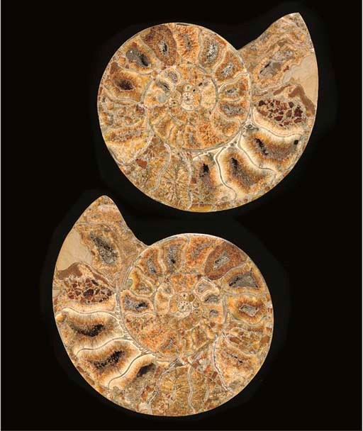 A large pair of split "caramel" ammonites,