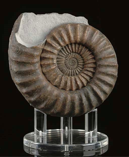 A Large and Fine Arietites sp. Ammonite Fossil,