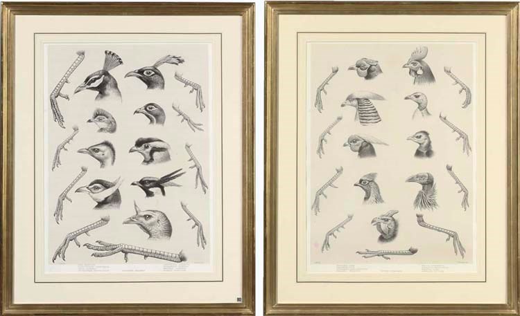 DANIEL GIRAUD ELLIOT (1835 - 1915), A MONOGRAPH OF THE PHASIANIDAE, OR FAMILY OF PHEASANTS: TWO PLATES