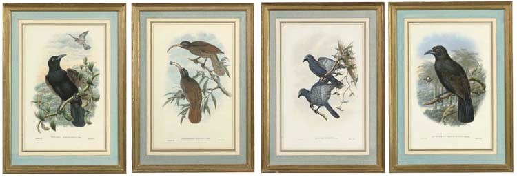 JOHN GOULD (1804 - 1881). A MONOGRAPH OF THE BIRDS OF NEW GUINEA AND ADJACENT PAPUAN ISLANDS, INCLUDING MANY NEW SPECIES RECENTLY DISCOVERED IN AMERICA: EIGHT PLATES