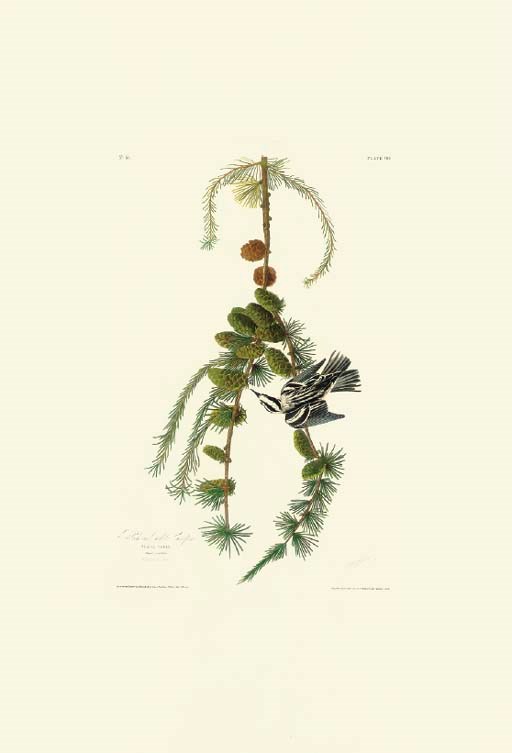 AFTER JOHN JAMES AUDUBON
BY ROBERT HAVELL