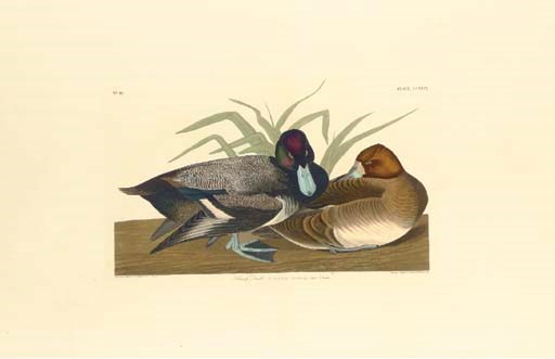 AFTER JOHN JAMES AUDUBON
BY ROBERT HAVELL