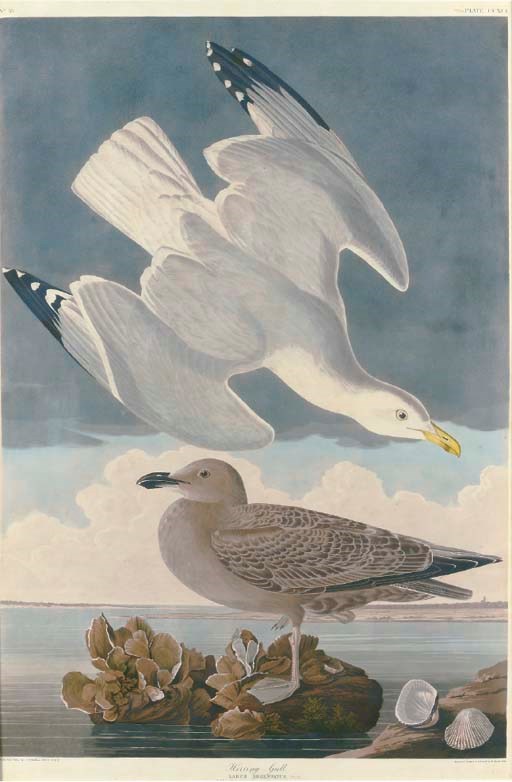 AFTER JOHN JAMES AUDUBON
BY ROBERT HAVELL