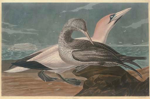 AFTER JOHN JAMES AUDUBON
BY ROBERT HAVELL