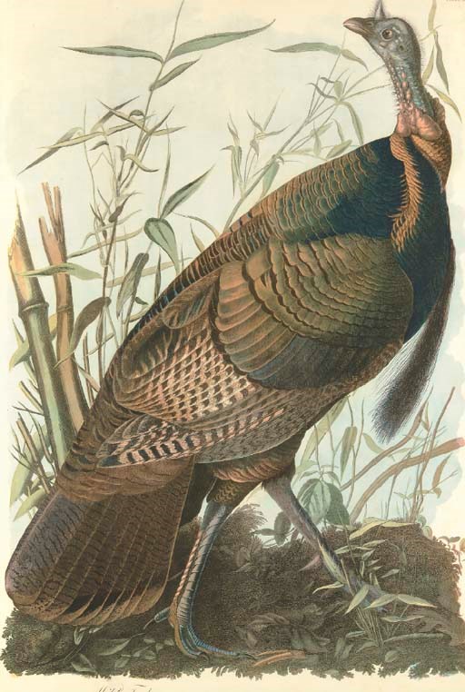 AFTER JOHN JAMES AUDUBON
BY JULIUS BIEN