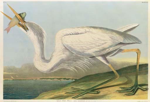 AFTER JOHN JAMES AUDUBON
BY JULIUS BIEN